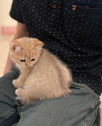 Britse korthaar kitten golden shaded beschikbaar voor biedingen