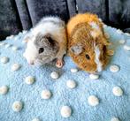 Koppel superlieve tamme jonge rex cavia beertjes, Dieren en Toebehoren, Cavia, Mannelijk, Januari, Tam