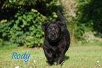 Kruising mechelse herder/labrador, Dieren en Toebehoren, Rabiës (hondsdolheid), 8 tot 15 weken, Meerdere, Meerdere dieren