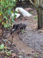 Indische loopeenden, Dieren en Toebehoren, Pluimvee, Mannelijk, Eend