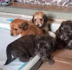 Langhaar dwergteckel pups, Dieren en Toebehoren, 8 tot 15 weken, Dwerg, Langhaar, Meerdere