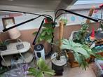 Setje 2 planten met full spectrum groeilamp  op voet, Huis en Inrichting, Kamerplanten, Ophalen, 100 tot 150 cm, Overige soorten