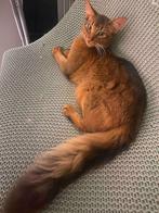 Somali ruddy kitten with with a terrific personality, Gechipt, 0 tot 2 jaar