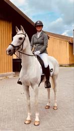 Alleskunner merrie, Dieren en Toebehoren, Pony's, Gechipt, Dressuurpony, M, 11 jaar of ouder