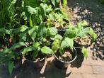 Duizendknoop (Persicaria ampl. 'Speciosa'), Tuin en Terras, Planten | Tuinplanten, Ophalen, Zomer, Overige soorten, Halfschaduw