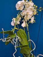 Orchidee Phalaenopsis Keiki p12, Huis en Inrichting, Kamerplanten, Ophalen of Verzenden, Halfschaduw, Minder dan 100 cm