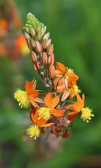 Kopkaars Oranje Bulbine frutescens GENEESKRACHTIG, Tuin en Terras, Planten | Tuinplanten, Overige soorten, Volle zon, Vaste plant