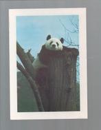 2756 Kaart dieren panda pandabeer, Verzamelen, Wild dier, Ongelopen, Verzenden