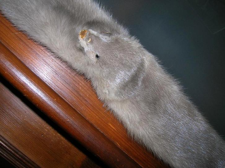 nerts stola grijs 1 kopje en 2 staartjes/pootjes, Antiek en Kunst, Antiek | Kleding en Accessoires, Dames, Ophalen of Verzenden