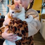 Verwacht kittens Europese korthaar raszuiver, Dieren en Toebehoren, Katten en Kittens | Raskatten | Korthaar, Geslacht onbekend