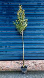 Prunus laurocerasus 'Caucasica' 🌿 wintergroen, Tuin en Terras, Planten | Bomen, Ophalen, Halfschaduw, Overige soorten