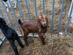 Gekleurde Boergeit lammetjes, Dieren en Toebehoren, Schapen, Geiten en Varkens, Meerdere dieren, 0 tot 2 jaar, Geit