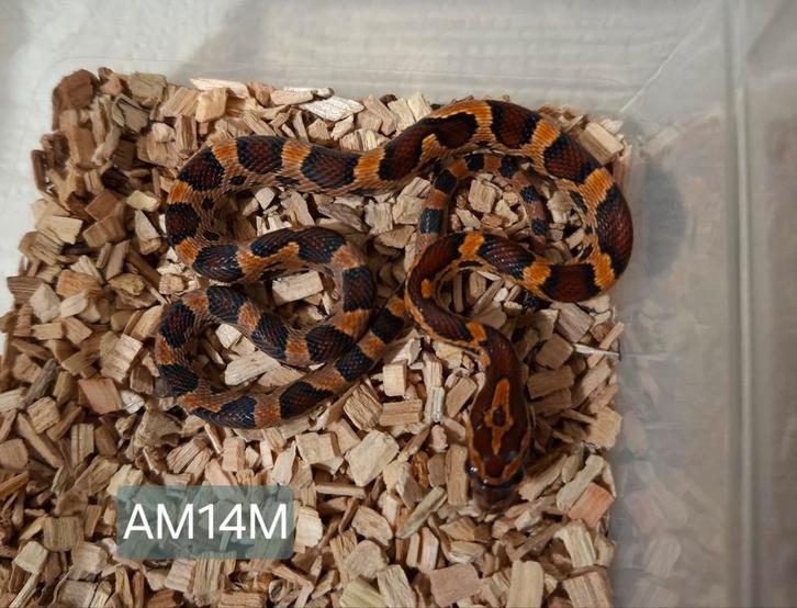 Okeetee Rattenslangen NK25