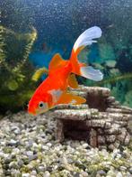 Mooie goudvis gratis, Vis