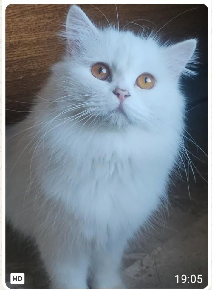 Bossi zoekt een baasje, Dieren en Toebehoren, Katten en Kittens | Raskatten | Langhaar, Kater, 3 tot 5 jaar, Gechipt