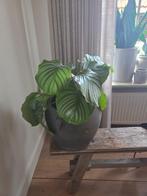 Kamerplant Calathea orbifoila, Huis en Inrichting, Groene kamerplant, Ophalen, Halfschaduw, Minder dan 100 cm