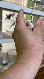 Putters Anatolia Kleine Putters Parva 2025, Dieren en Toebehoren, Meerdere dieren, Wildzangvogel, Geringd