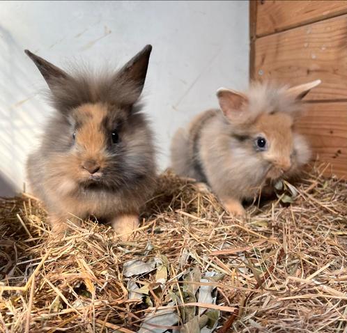 Super makke jonge konijntjes, Dieren en Toebehoren, Konijnen, Meerdere dieren