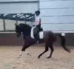 Kwaliteitsvolle dressuurmerrie te koop, Dieren en Toebehoren, Paarden, Merrie, Gechipt, Dressuurpaard, L