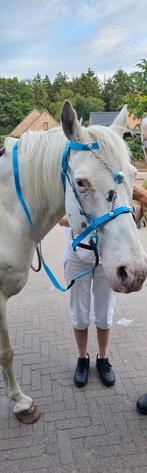 Bitloos hoofdstel, Dieren en Toebehoren, Paarden en Pony's | Overige Paardenspullen, Ophalen, Nieuw, Overige soorten