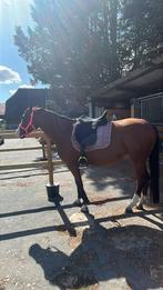 Mest hulp 1 stal (locatie leiden), Dieren en Toebehoren, Stalling en Weidegang, 1 paard of pony