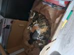 Kittens ophalen per 7 september, Dieren en Toebehoren, Meerdere dieren, Kortharig, 0 tot 2 jaar