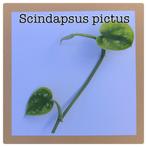 3. scindapsus pictus stekje €1,50, Ophalen of Verzenden, Overige soorten, Minder dan 100 cm