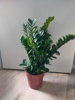 Zamioculcas Zamiifolia (ZZ plant) Midori, Ophalen, Halfschaduw, Minder dan 100 cm