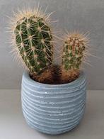 Mooie stoere cactus in leuke blauw/ grijze sierpot., Ophalen, Cactus, In pot, Minder dan 100 cm