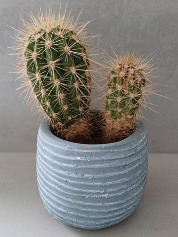 Mooie stoere cactus in leuke blauw/ grijze sierpot. beschikbaar voor biedingen