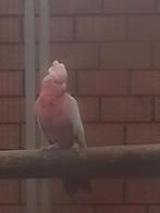 0-1 Rose kaketoe brr. 2017., Vrouwelijk, Papegaai, Geringd