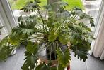Mooie grote philodendron, Ophalen, 100 tot 150 cm, Overige soorten, Halfschaduw