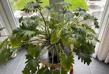 Mooie grote philodendron beschikbaar voor biedingen
