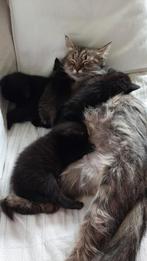 Kittens te koop – Noorse Boskat x Amerikaanse Korthaar, Dieren en Toebehoren, Katten en Kittens | Raskatten | Langhaar, Meerdere dieren