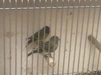 Zwartkop sijzen ., Dieren en Toebehoren, Vogels | Overige Vogels, Meerdere dieren, Tropenvogel, Geringd