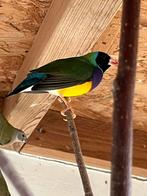 Goldamadine 2024 2x man / 1x pop, Dieren en Toebehoren, Meerdere dieren, Tropenvogel