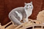 Ametrine – Lilac British Shorthair (c 03, Cinnamon Carrier), Dieren en Toebehoren, Katten en Kittens | Raskatten | Korthaar, Kater