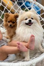 Pomeriaan/ Dwergkees / Pomeranian 2x  raszuiver met stamboom, Dieren en Toebehoren, Particulier, Keeshond, 1 tot 2 jaar, Buitenland