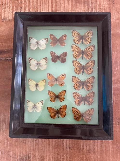 Opgezette vlinders, Verzamelen, Dierenverzamelingen, Gebruikt, Opgezet dier, Insect, Ophalen