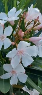 Nerium oleander wit bloeiend Elzase, Ophalen of Verzenden, Zomer, Overige soorten, Volle zon