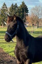 Mooi fries hengstveulen en a pony te koop!, Ophalen of Verzenden, Nieuw