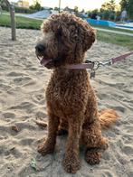 Labradoodle puppie van 9 maanden ter overname, Dieren en Toebehoren, 15 weken tot 1 jaar, Overige rassen, Teef, Eén hond