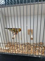 Mooie Bastaard majoor putter x kanarie, Ophalen, Vogelkooi