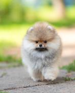 Pomeriaan | Pomeranian | Puppy | Reutje | Stamboom | Beertje, Dieren en Toebehoren, Reu, 8 tot 15 weken, Buitenland, Eén hond