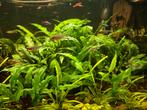 Grote cryptocoryne wendtii green, Ophalen of Verzenden, Nieuw, Plant(en), Steen of Hout