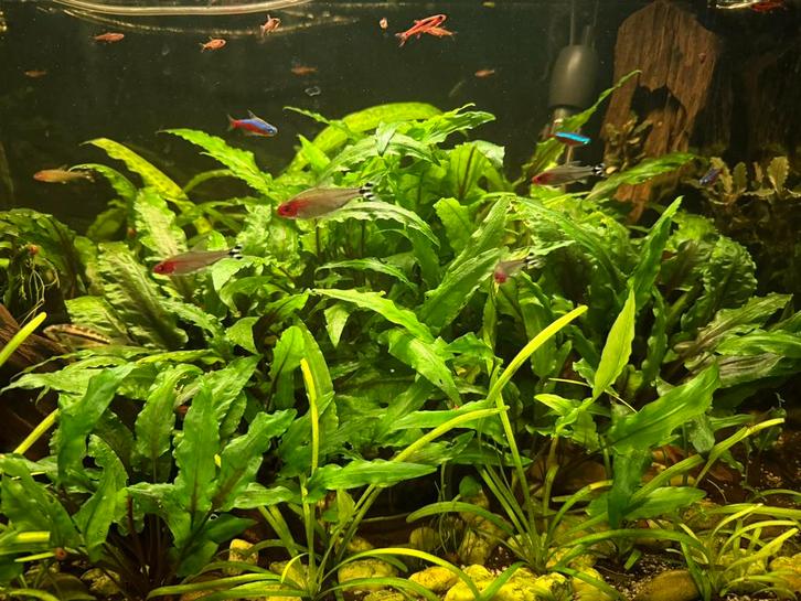 Grote cryptocoryne wendtii green, Dieren en Toebehoren, Vissen | Aquaria en Toebehoren, Nieuw, Plant(en), Steen of Hout, Ophalen of Verzenden