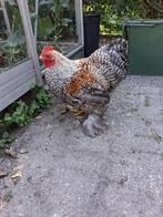 Cochin kriel kip koekoekpatrijs, Dieren en Toebehoren, Pluimvee, Mannelijk, Kip
