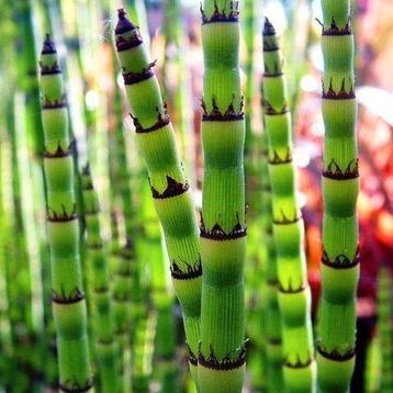 Japanse holpijp, vijverplant beschikbaar voor biedingen