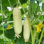 White Wonder komkommerzaden, Tuin en Terras, Bloembollen en Zaden, Verzenden