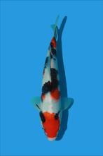 Hele mooie showa Sakai Fish Farm, Dieren en Toebehoren, Vissen | Vijvervissen, Karper of Koi